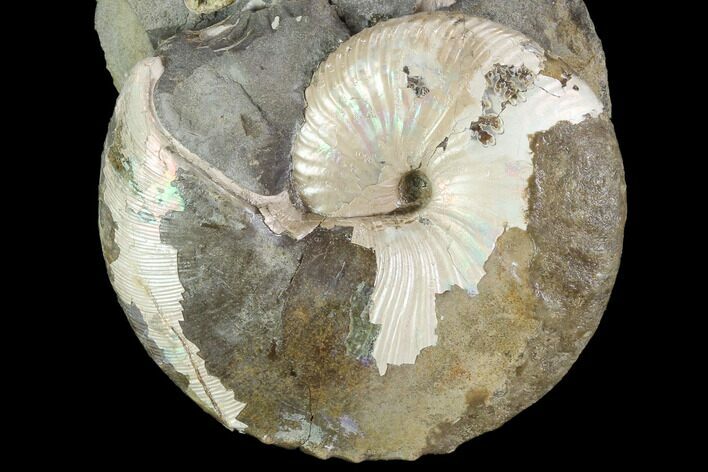 Hoploscaphites Ammonite Specimen - South Dakota #98705